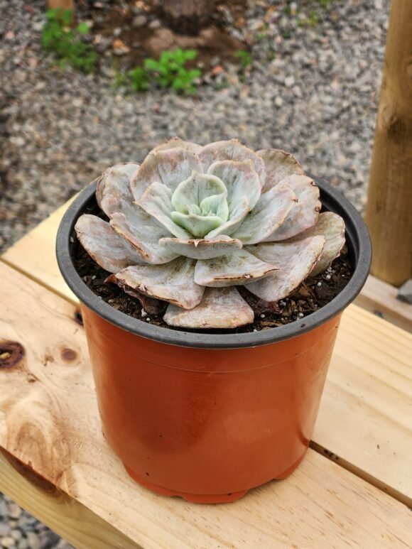 Echeveria Marble