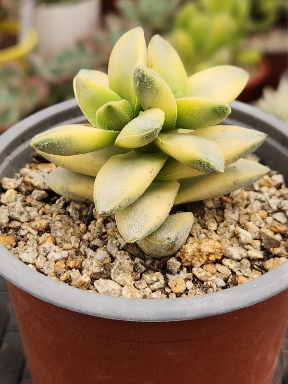 Crassula Springtime Variegada - Imagen 2