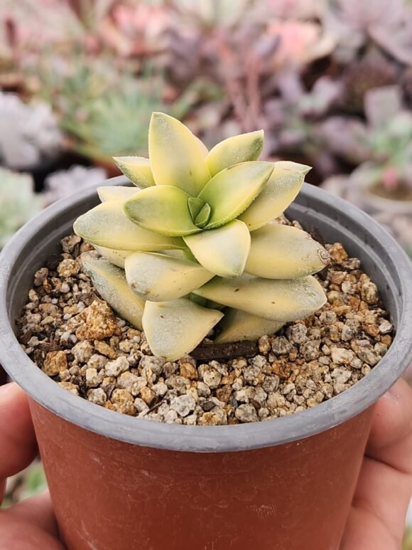 Crassula Springtime Variegada - Imagen 3
