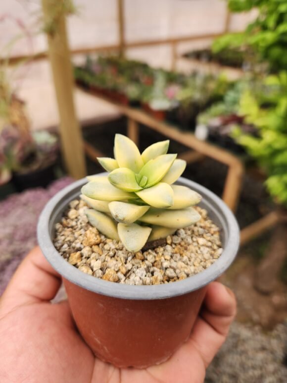 Crassula Springtime Variegada