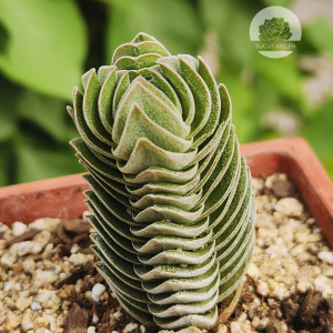 Crassula Templo de Buda