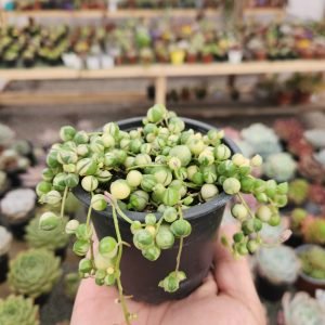 Senecio Rowleyanus Rosario Variegado - Suculenta