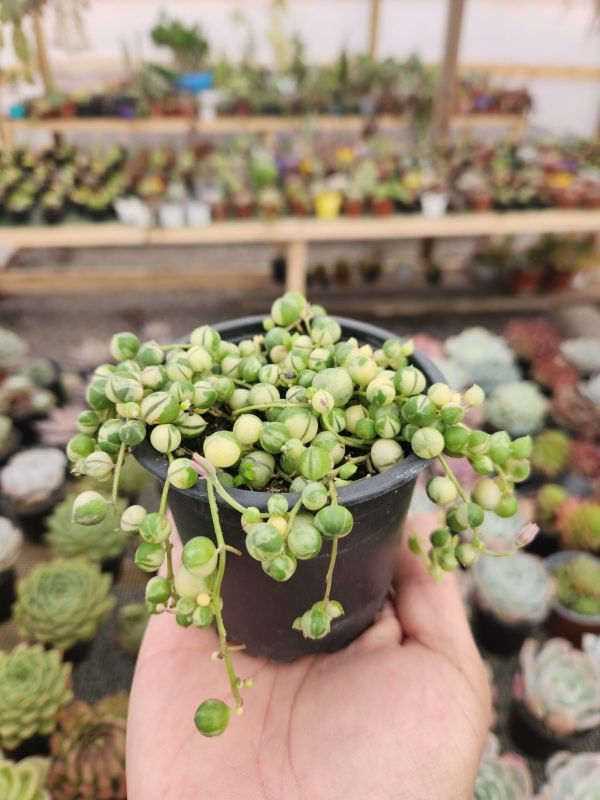 Senecio Rowleyanus Rosario Variegado - Suculenta