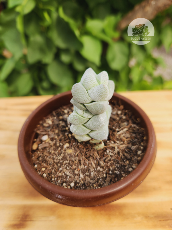 Crassula Deceptor - Imagen 3