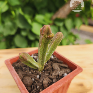 Crassula Pyramidalis