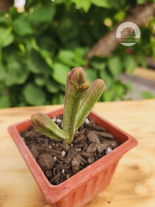 Crassula Pyramidalis