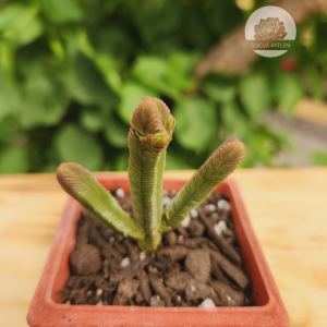 Crassula Pyramidalis