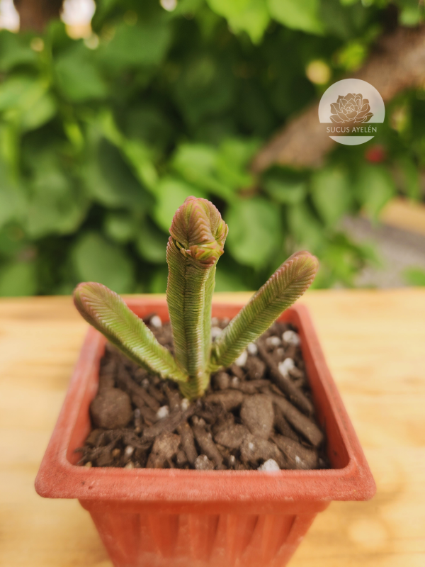 Crassula Pyramidalis - Imagen 2