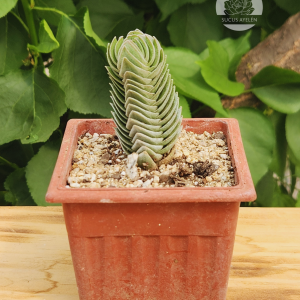 Crassula Templo de Buda