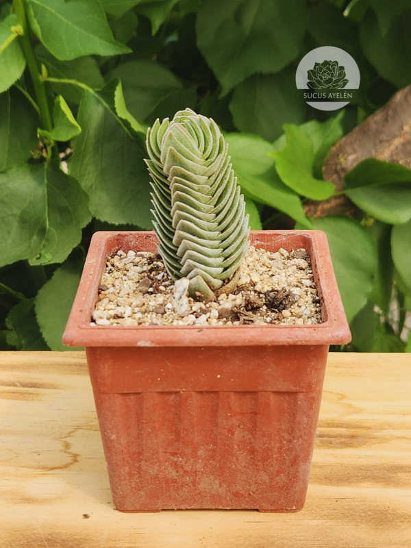 Crassula Templo de Buda