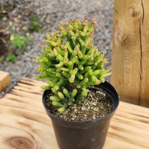 Hatiora Salicornioides