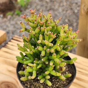 Hatiora Salicornioides