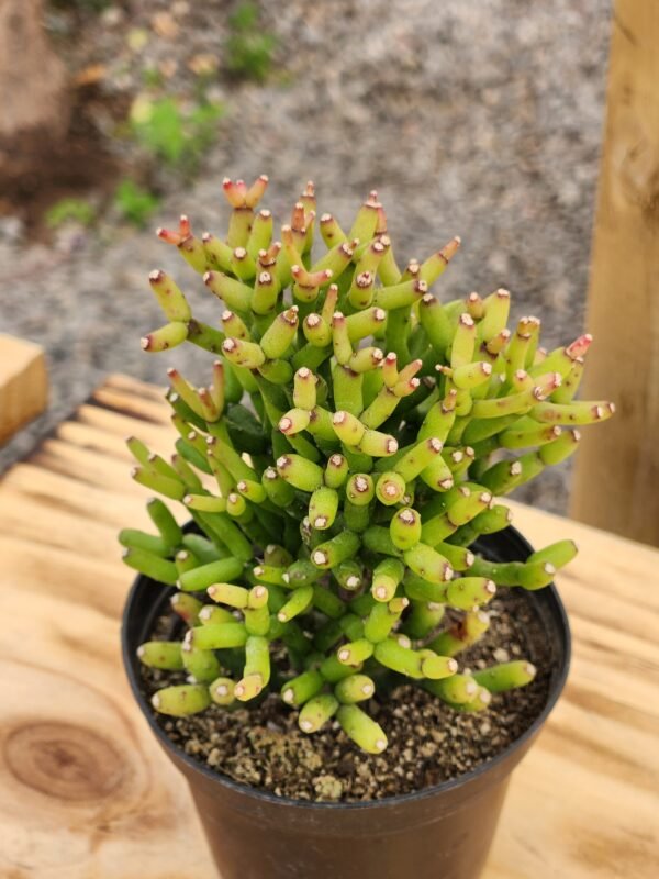 Hatiora Salicornioides - Imagen 2