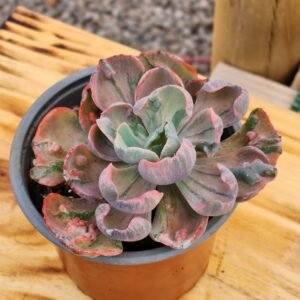 Echeveria Beyonce