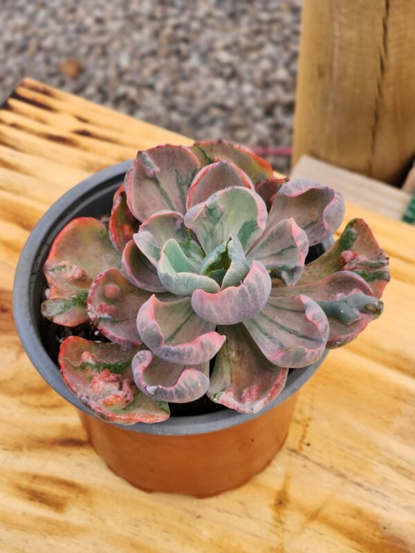 Echeveria Beyonce