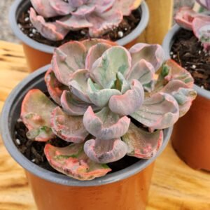 Echeveria Beyonce