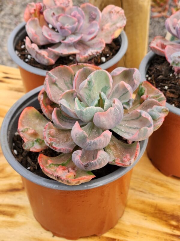 Echeveria Beyonce - Imagen 2