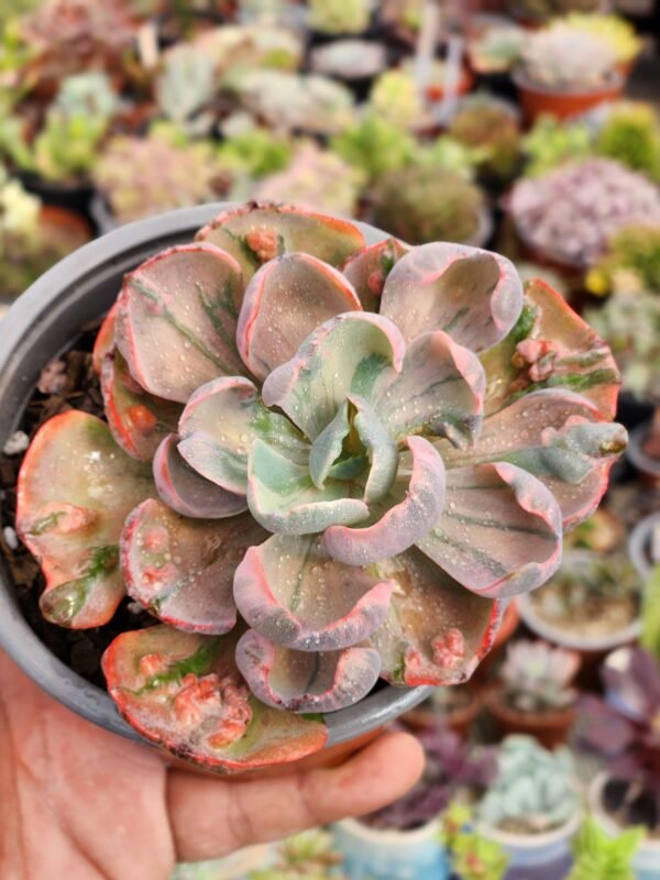 Echeveria Beyonce - Imagen 3
