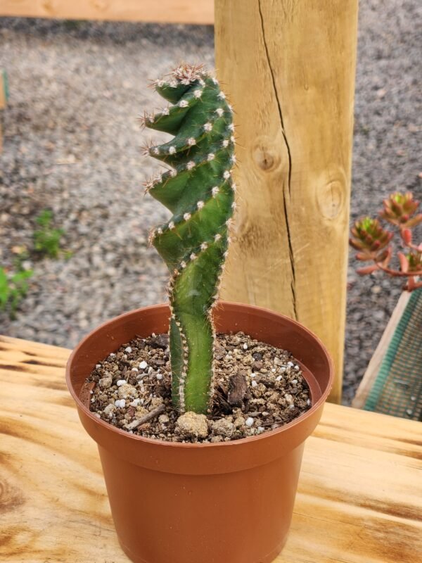 Cereus Spiralis - Cactus Espiral o Tornillo - Imagen 3