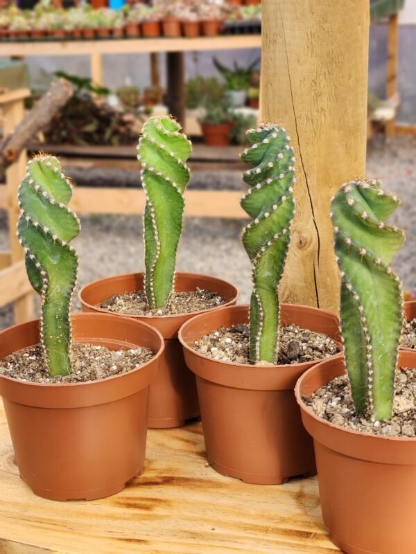 Cereus Spiralis - Cactus Espiral o Tornillo - Imagen 4
