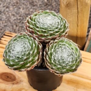 Sempervivum Arachnoideum