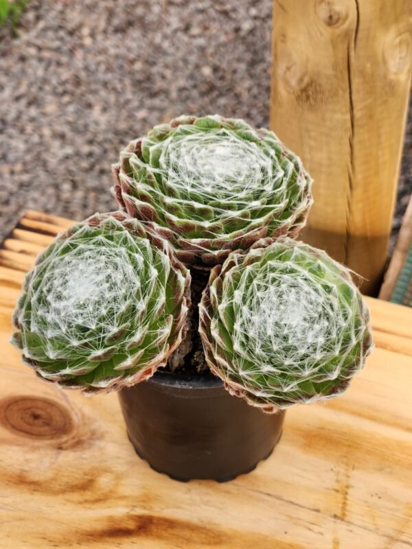 Sempervivum Arachnoideum