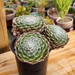 Sempervivum Arachnoideum