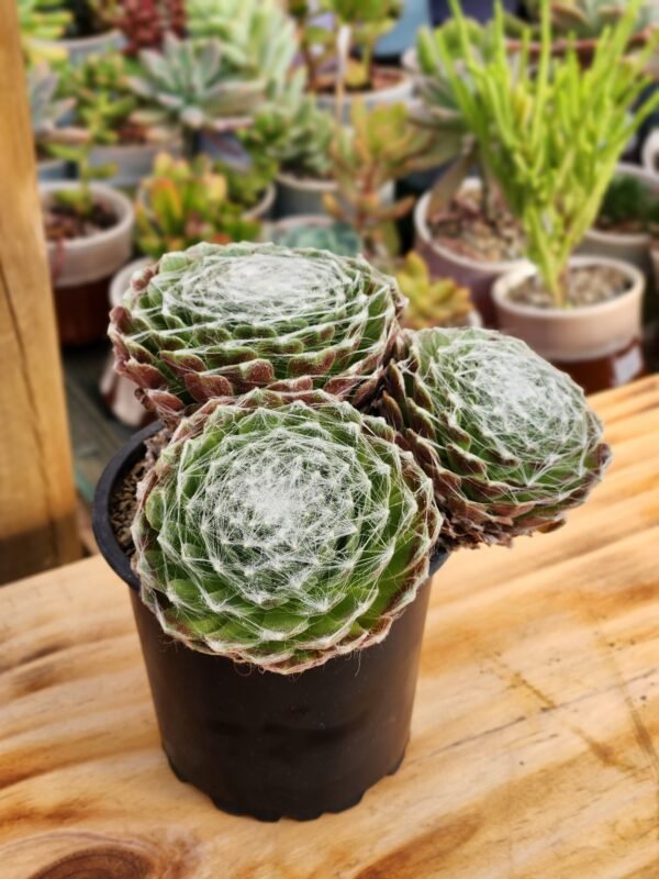 Sempervivum Arachnoideum - Imagen 2