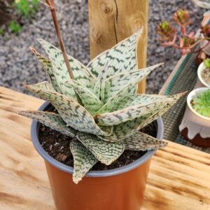 Aloe Delta Light