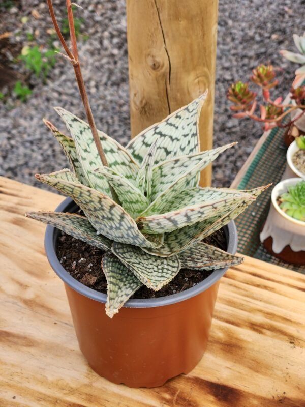 Aloe Delta Light