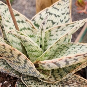 Aloe Delta Light