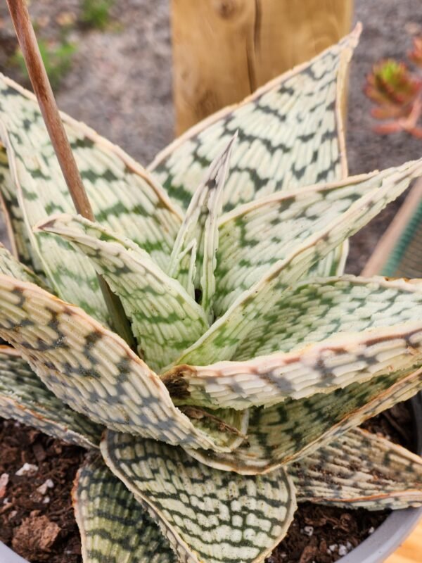 Aloe Delta Light - Imagen 2