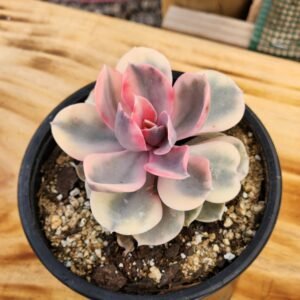 Echeveria Rainbow