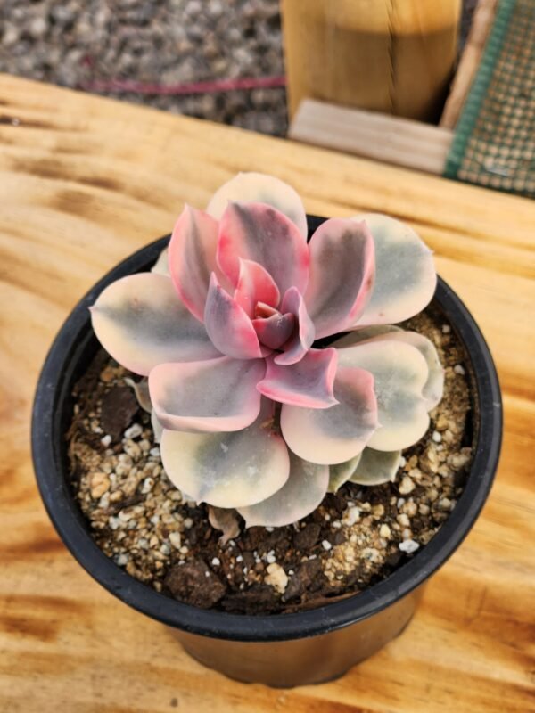 Echeveria Rainbow