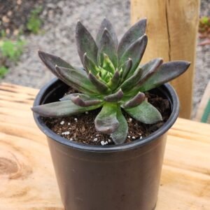 Echeveria Black Knigth
