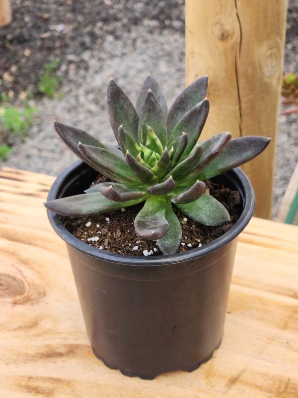 Echeveria Black Knigth