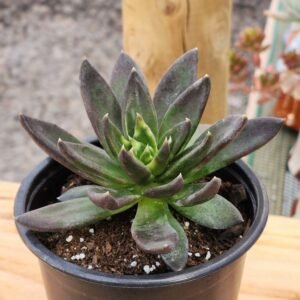 Echeveria Black Knigth