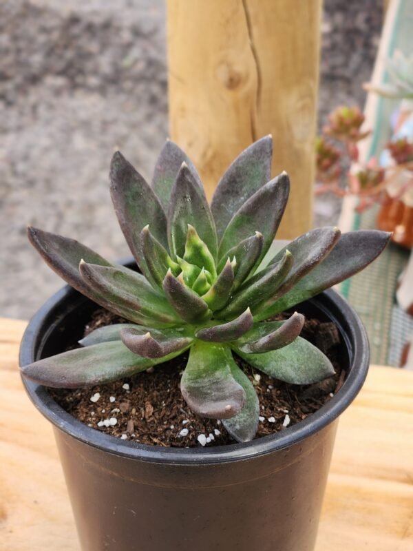 Echeveria Black Knigth - Imagen 2