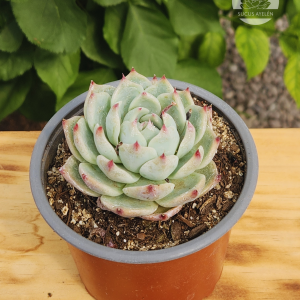 Echeveria Chihuahuensis