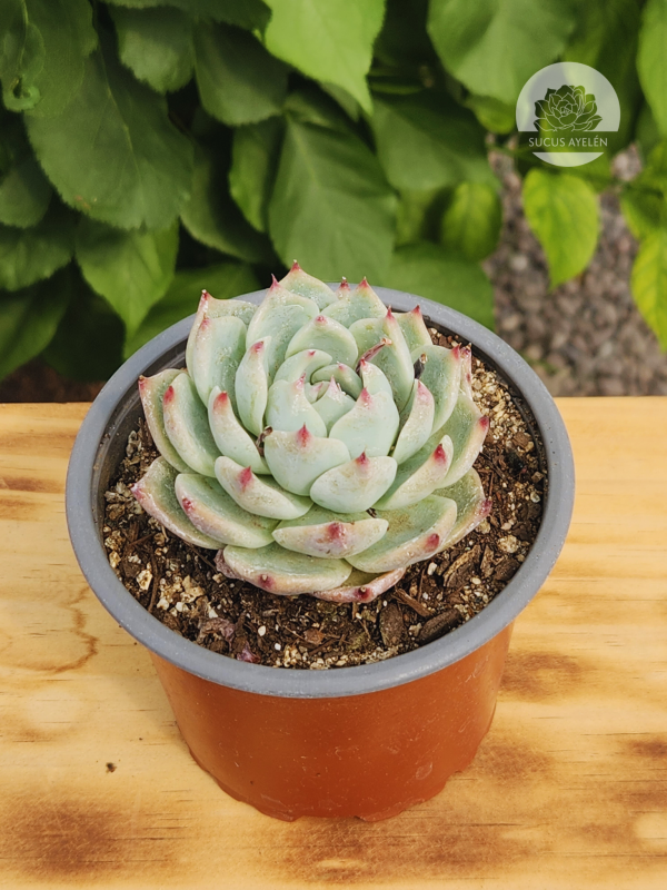 Echeveria Chihuahuensis - Imagen 2