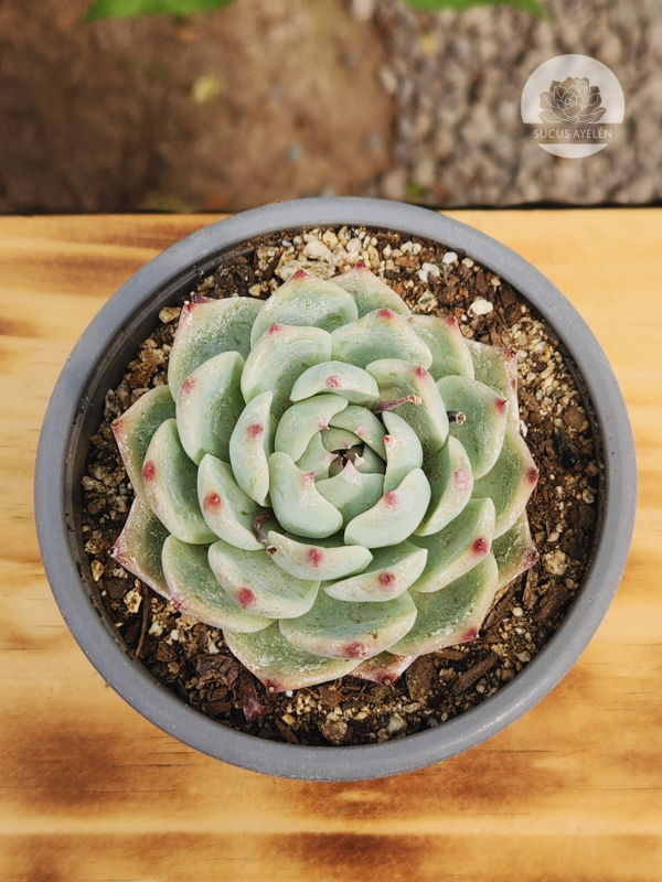 Echeveria Chihuahuensis - Imagen 3