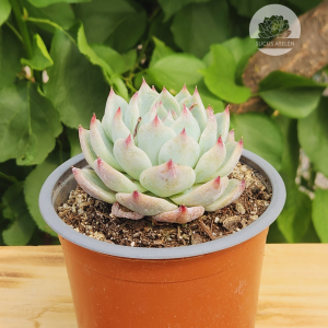 Echeveria Chihuahuensis
