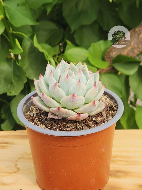 Echeveria Chihuahuensis