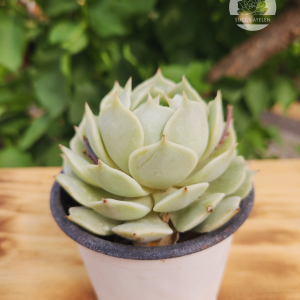 Echeveria Lola