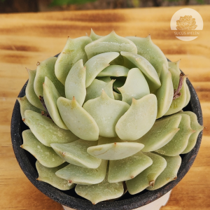 Echeveria Lola