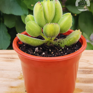 Cotyledon Tomentosa Lemon Stripe