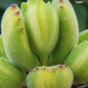 Cotyledon Tomentosa Lemon Stripe