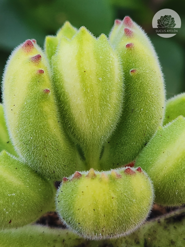 Cotyledon Tomentosa Lemon Stripe - Imagen 2