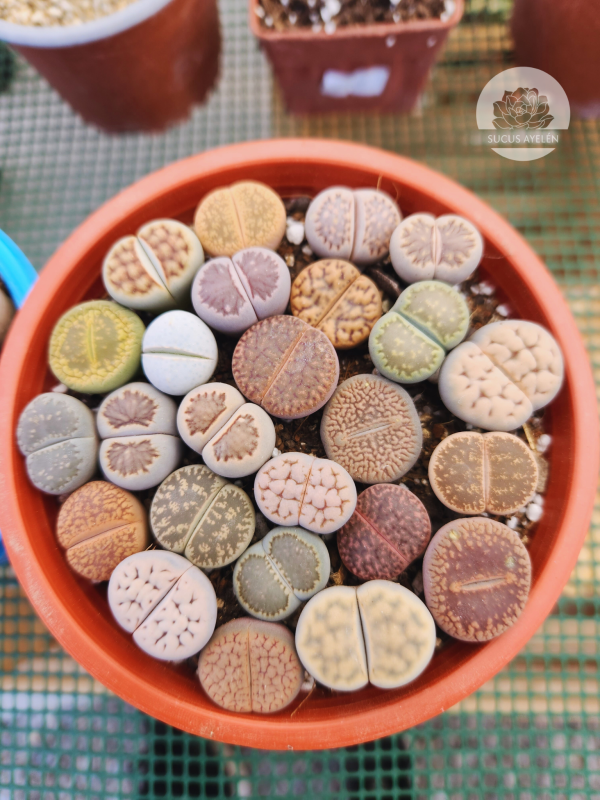 Lithops variedades