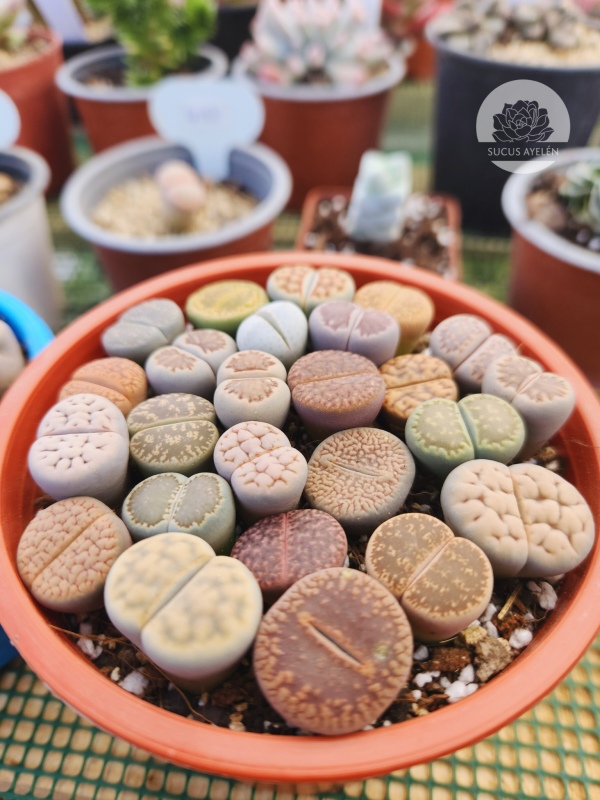 Lithops variedades - Imagen 2